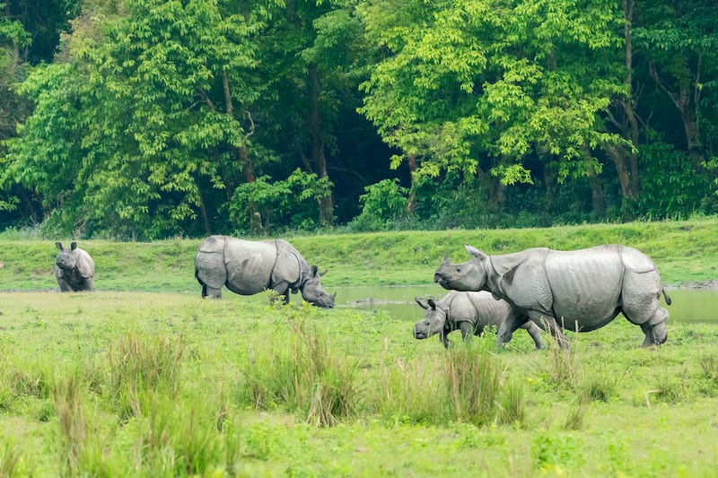 Kaziranga National Park in Assam_1553856939 Kaziranga National Park in Assam_1553856939