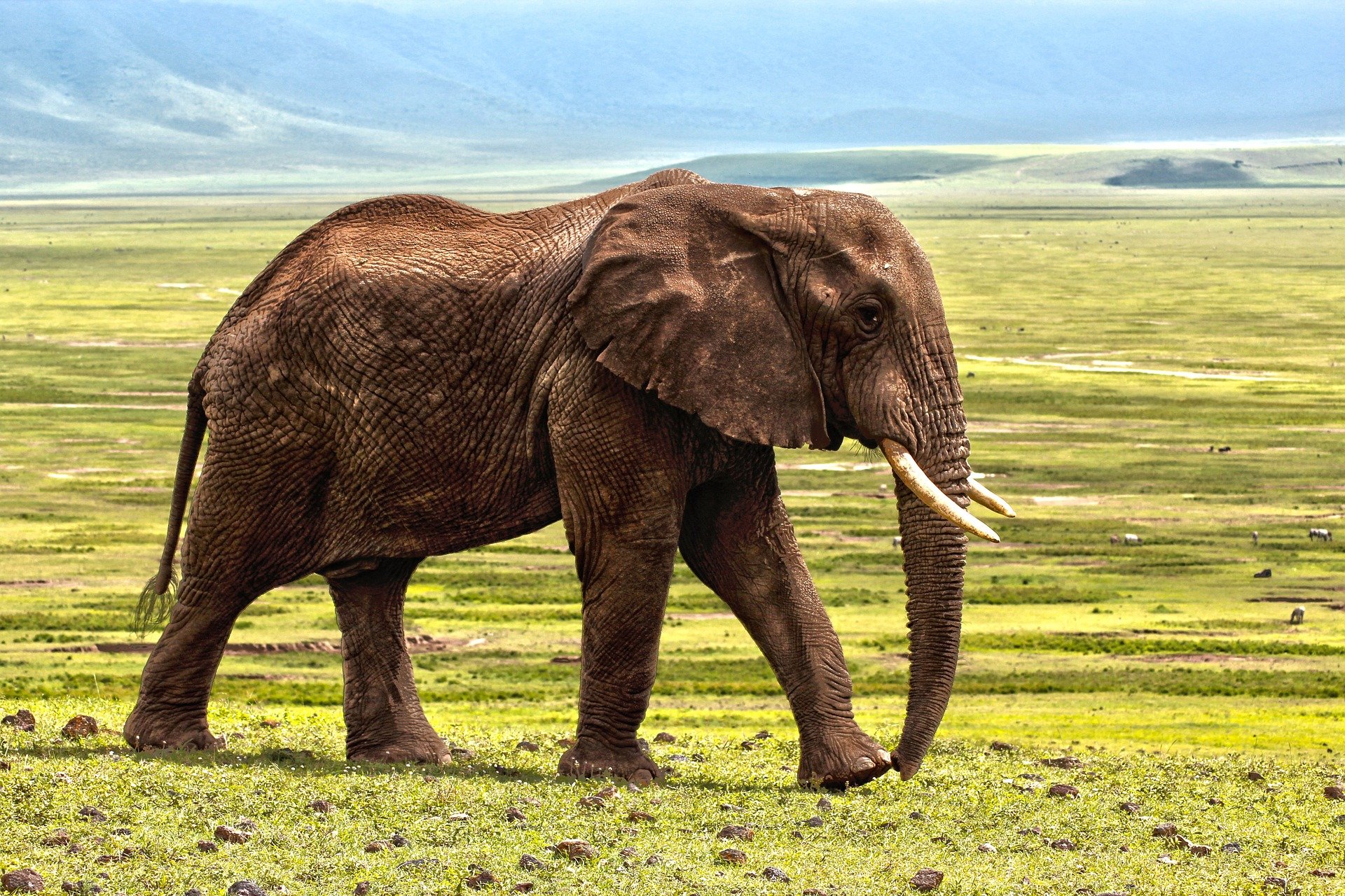 elephant-gd9947fa4d_1920